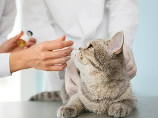 Katze auf dem Behandlungstisch