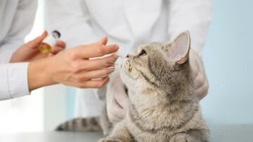 Katze auf dem Behandlungstisch