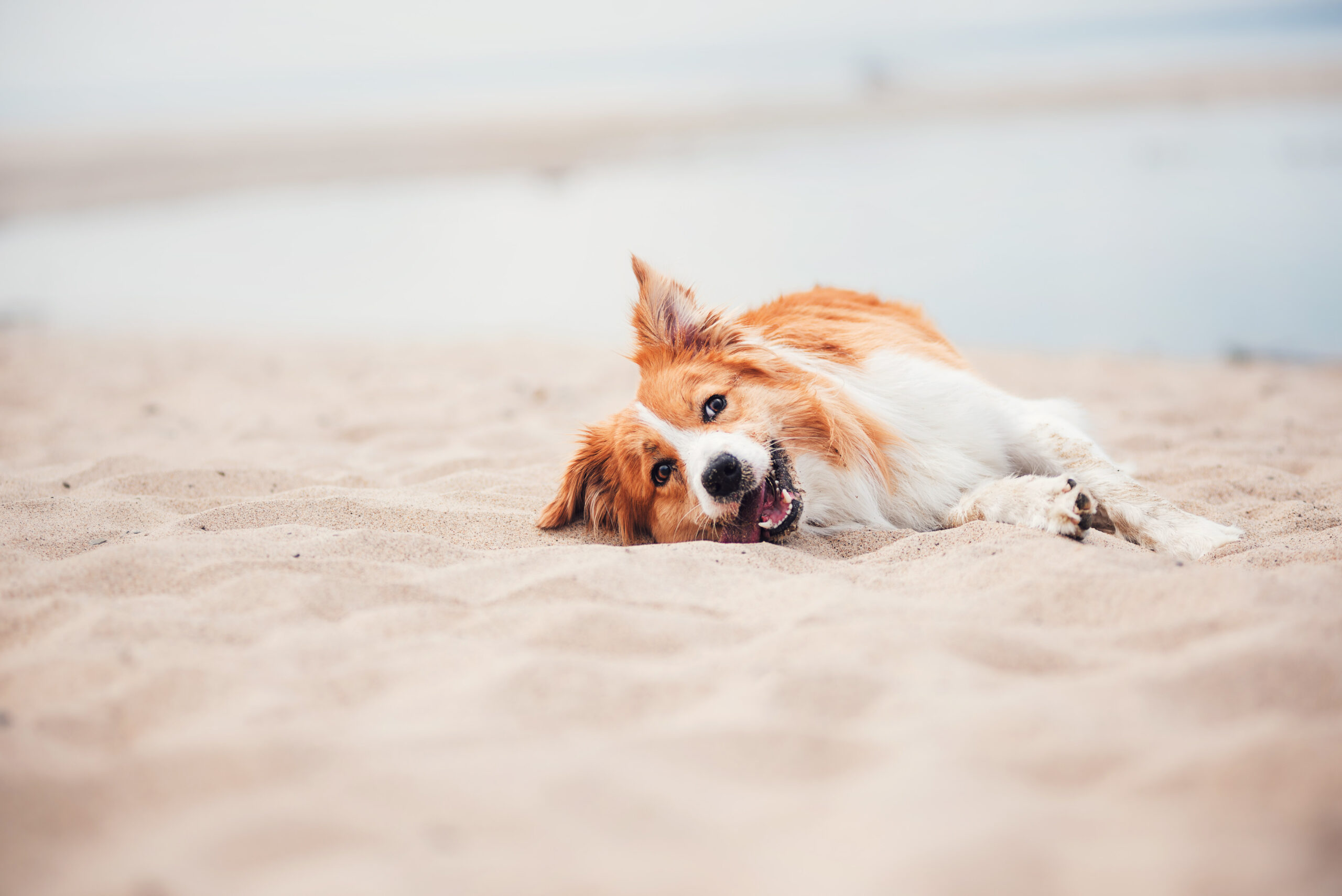 Roter Border Collie ruht am Strand