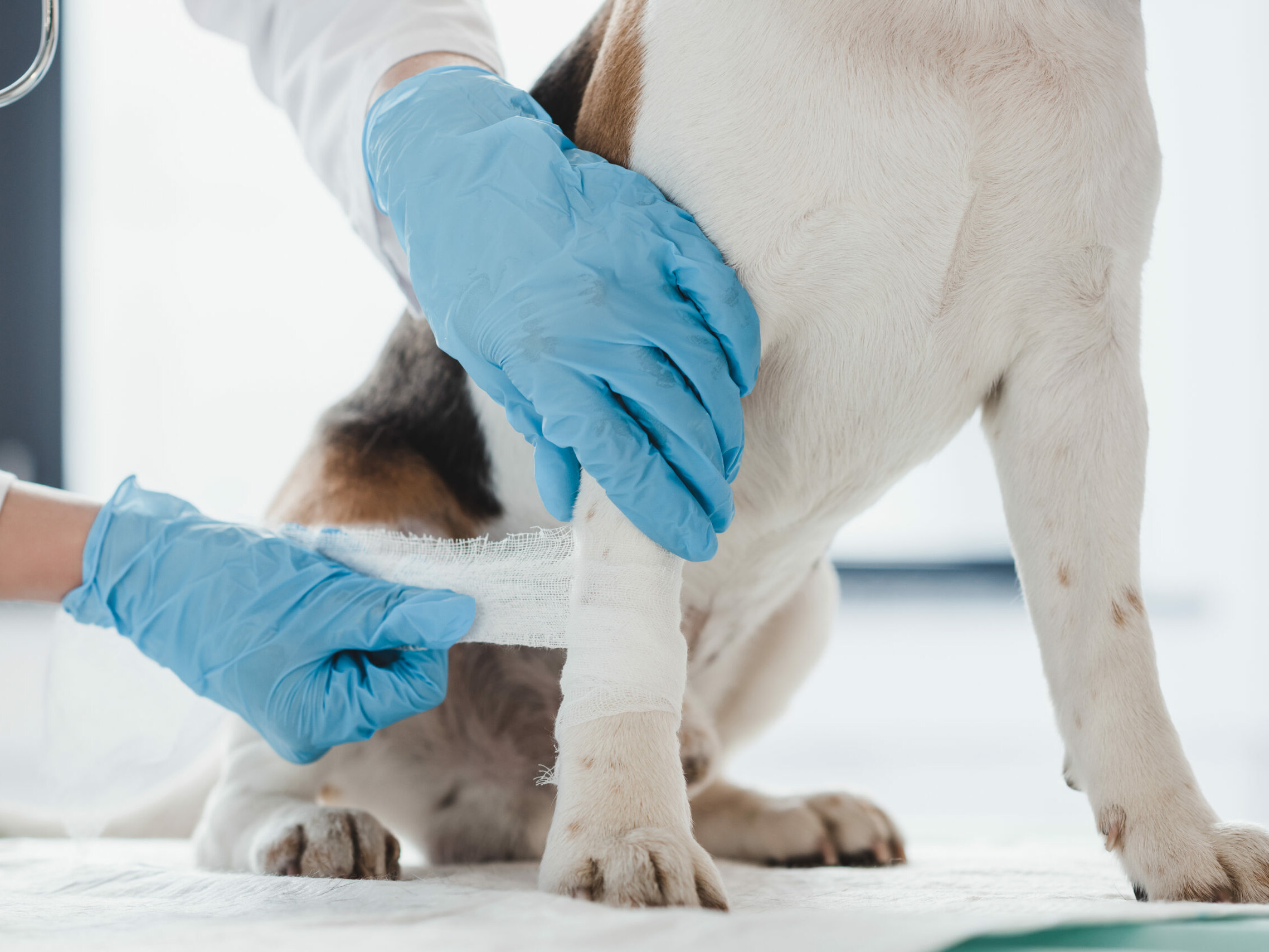 Ein Hund bekommt einen Mullverband am rechten Vorderbein