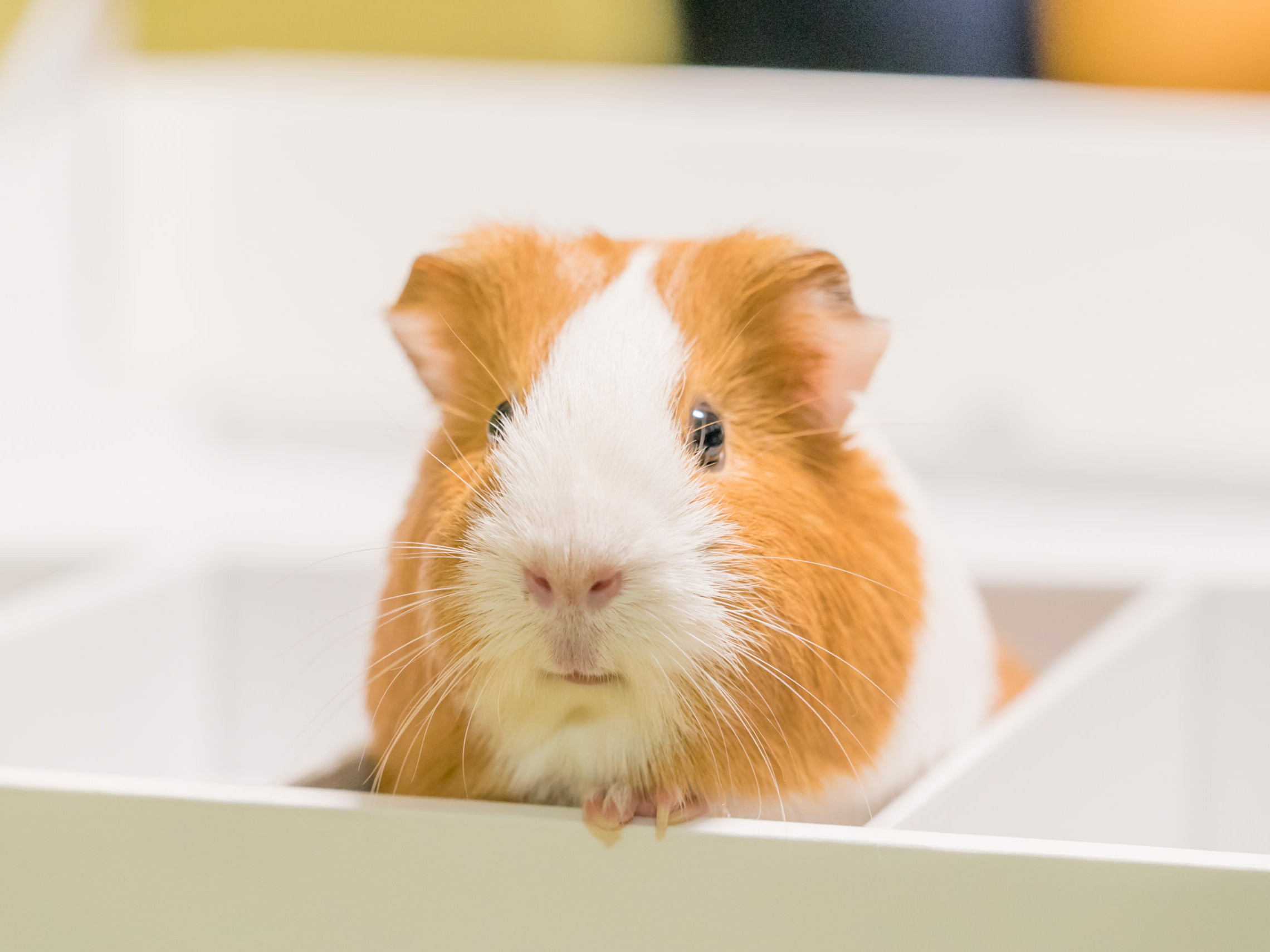 Meerschweinchen