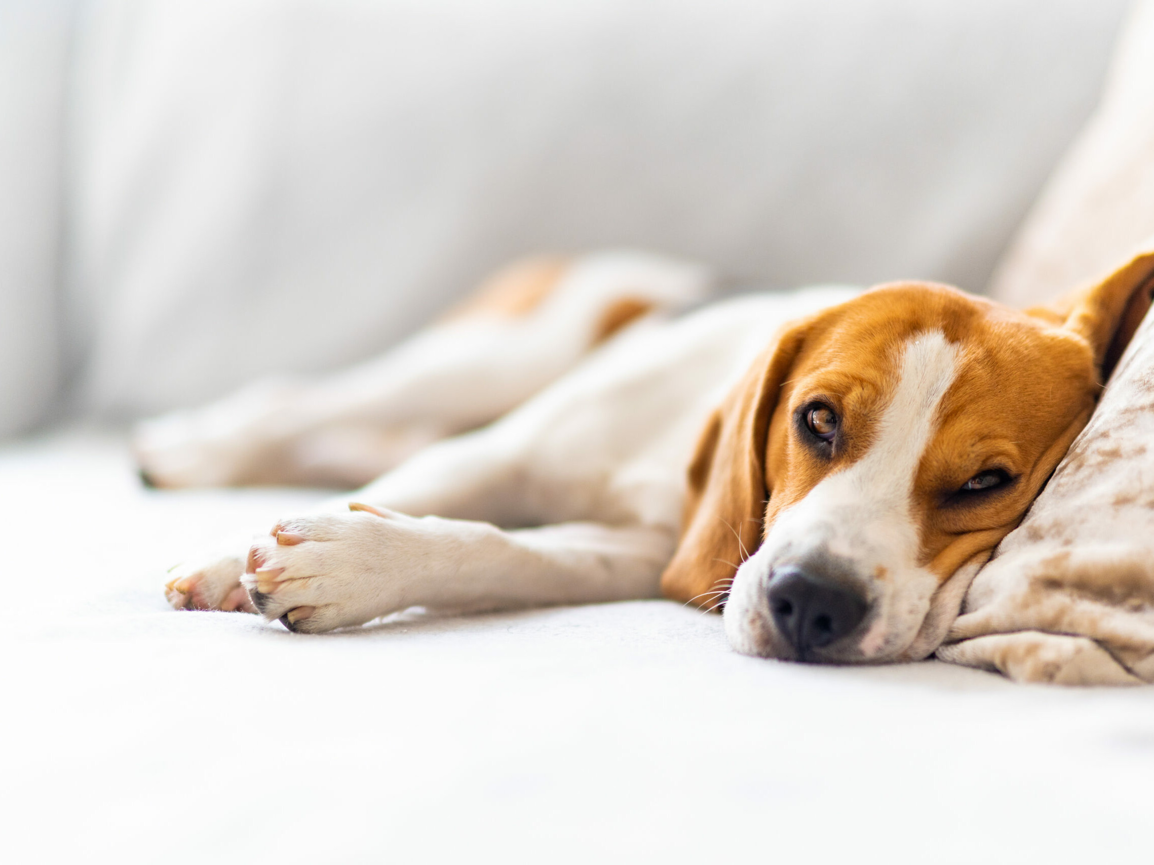 Beagle, der entspannt in Seitenlage ruht