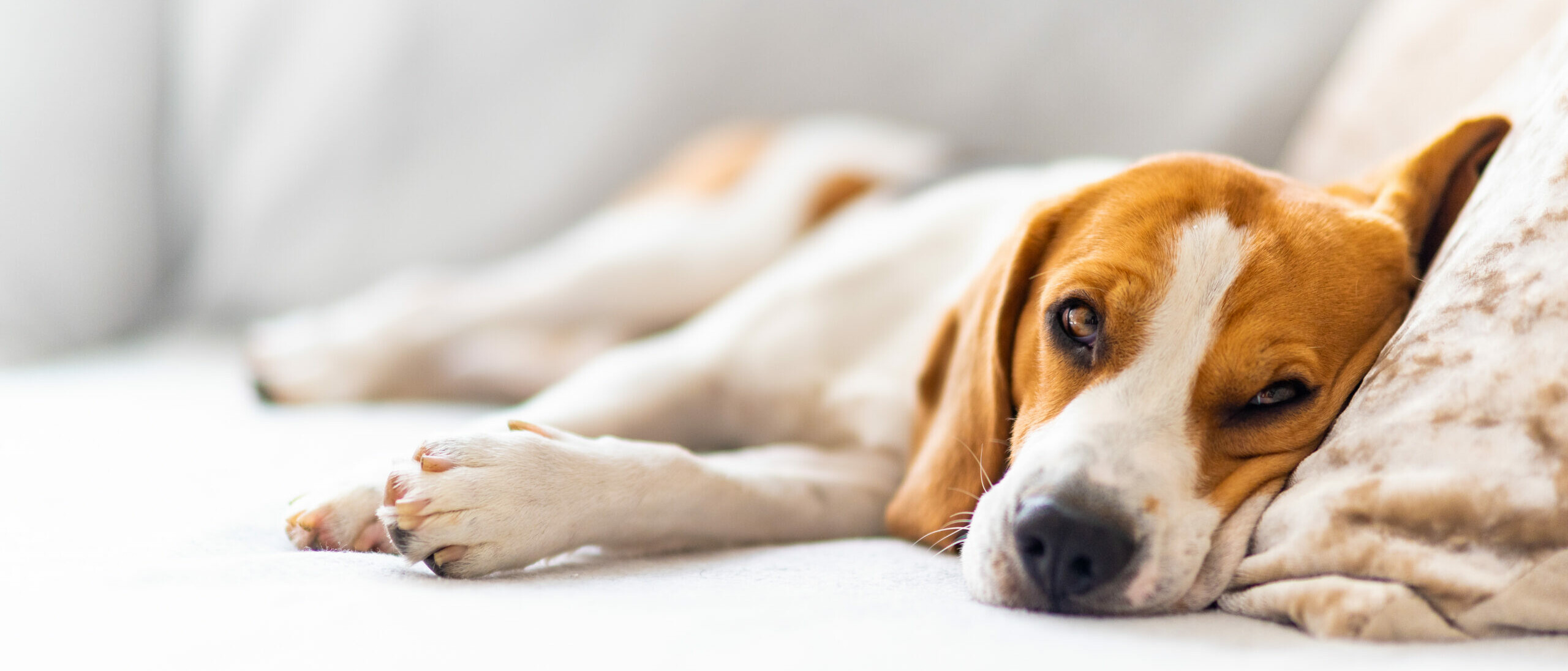 Beagle, der entspannt in Seitenlage ruht