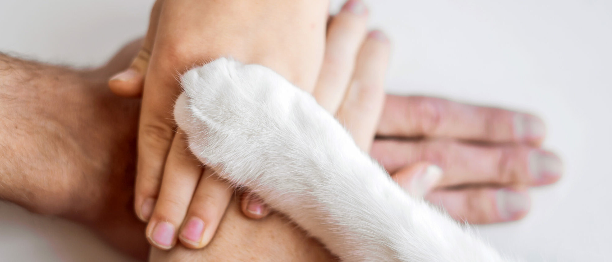 zwei Hände aufeinander gelegt und darauf liegt eine Katzenpfote