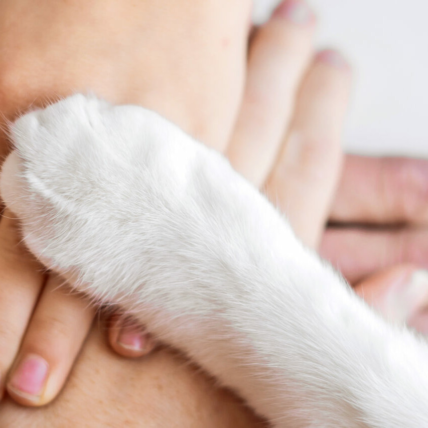 zwei H&auml;nde aufeinander gelegt und darauf liegt eine Katzenpfote