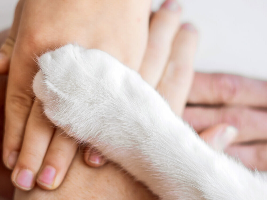 zwei aufeinander gelegte Hände und oben darauf eine Katzenpfote
