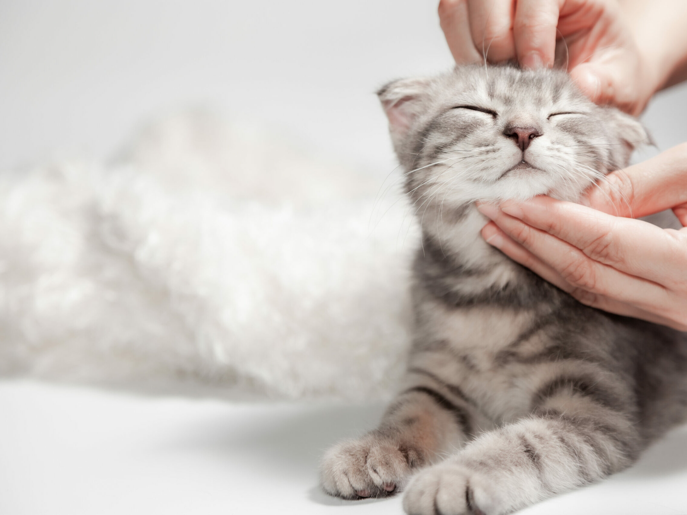 Junge Katze genießt Streicheleinheiten