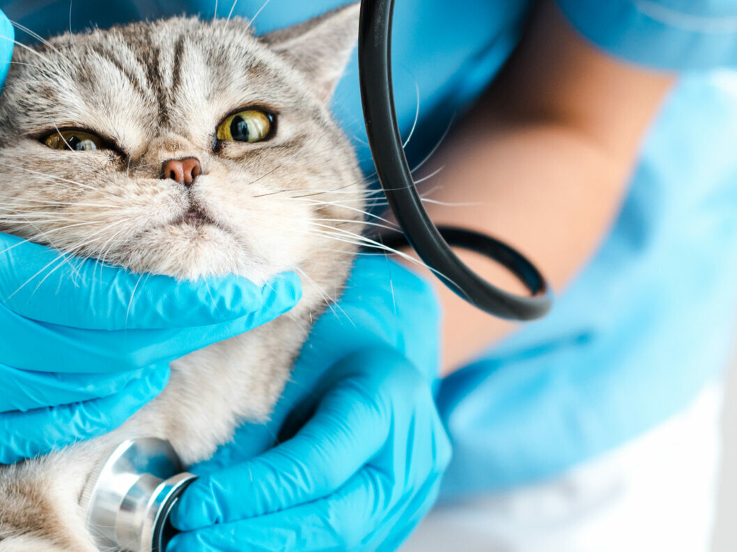 Katze wird untersucht und dabei mit Stethoskop abgehört