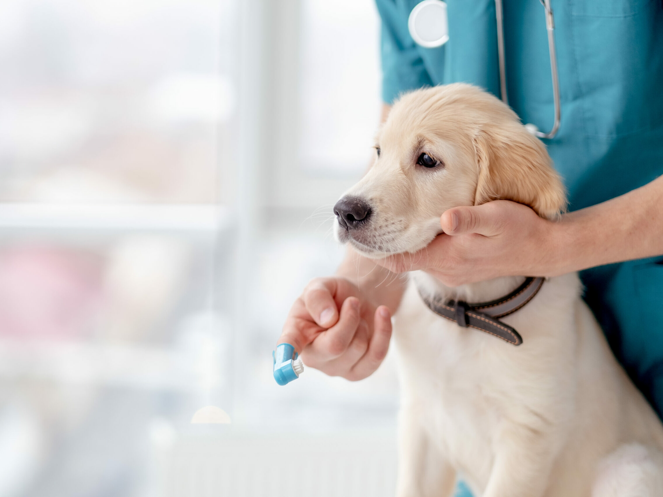 Junger Golden Retriever sitzt auf dem Tisch und soll die Zähne geputzt bekommen
