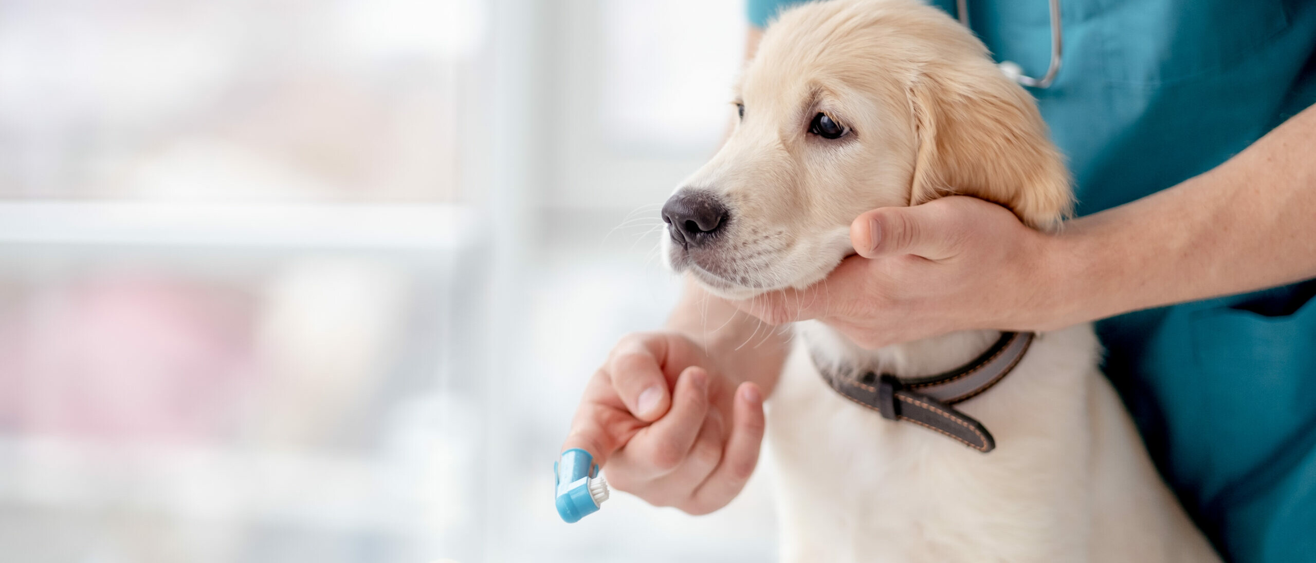 Junger Golden Retriever sitzt auf dem Tisch und soll die Zähne geputzt bekommen