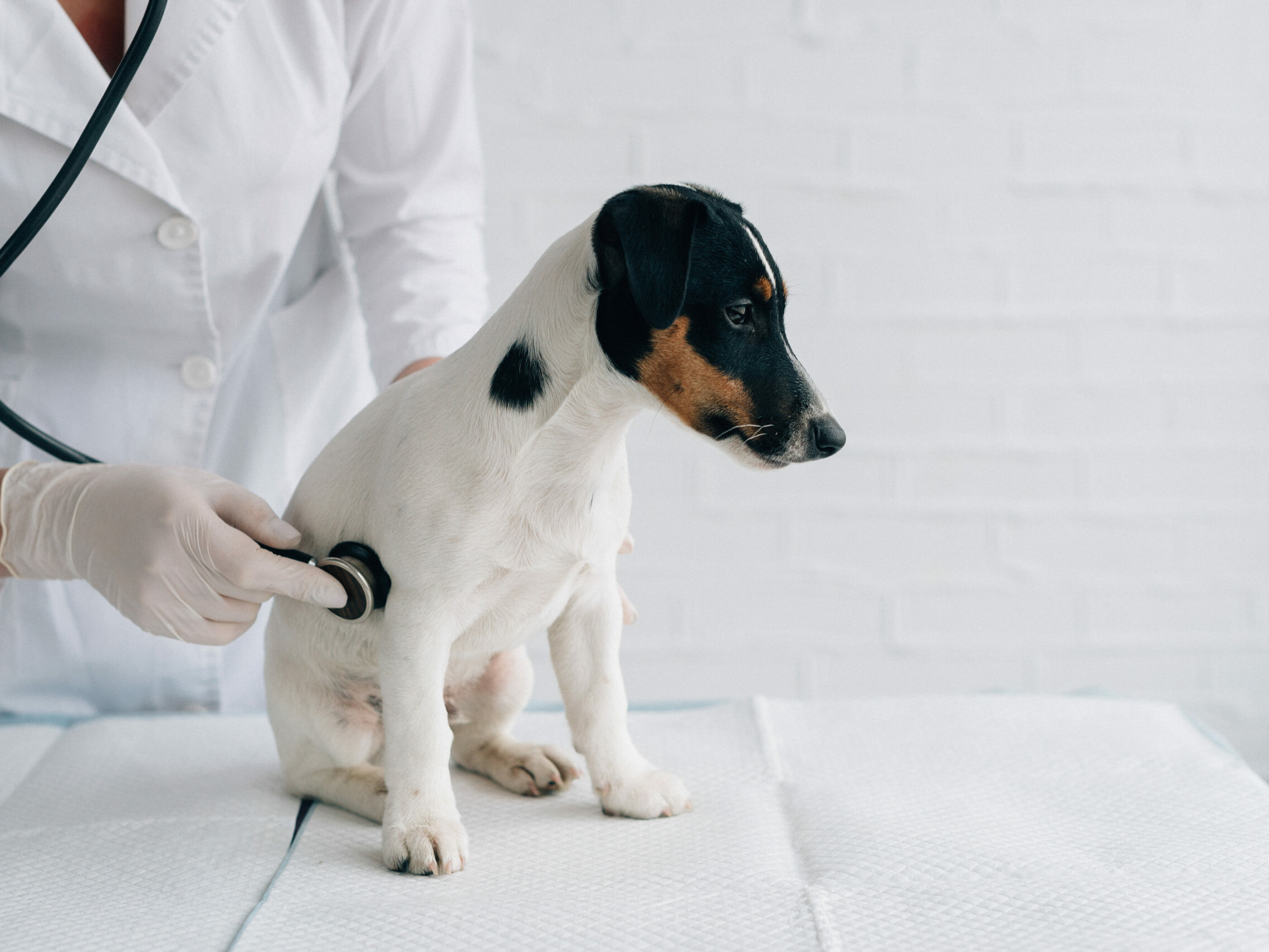 Hund sitzt auf dem Behandlungstisch und wird mit einem Stethoskop abgehört