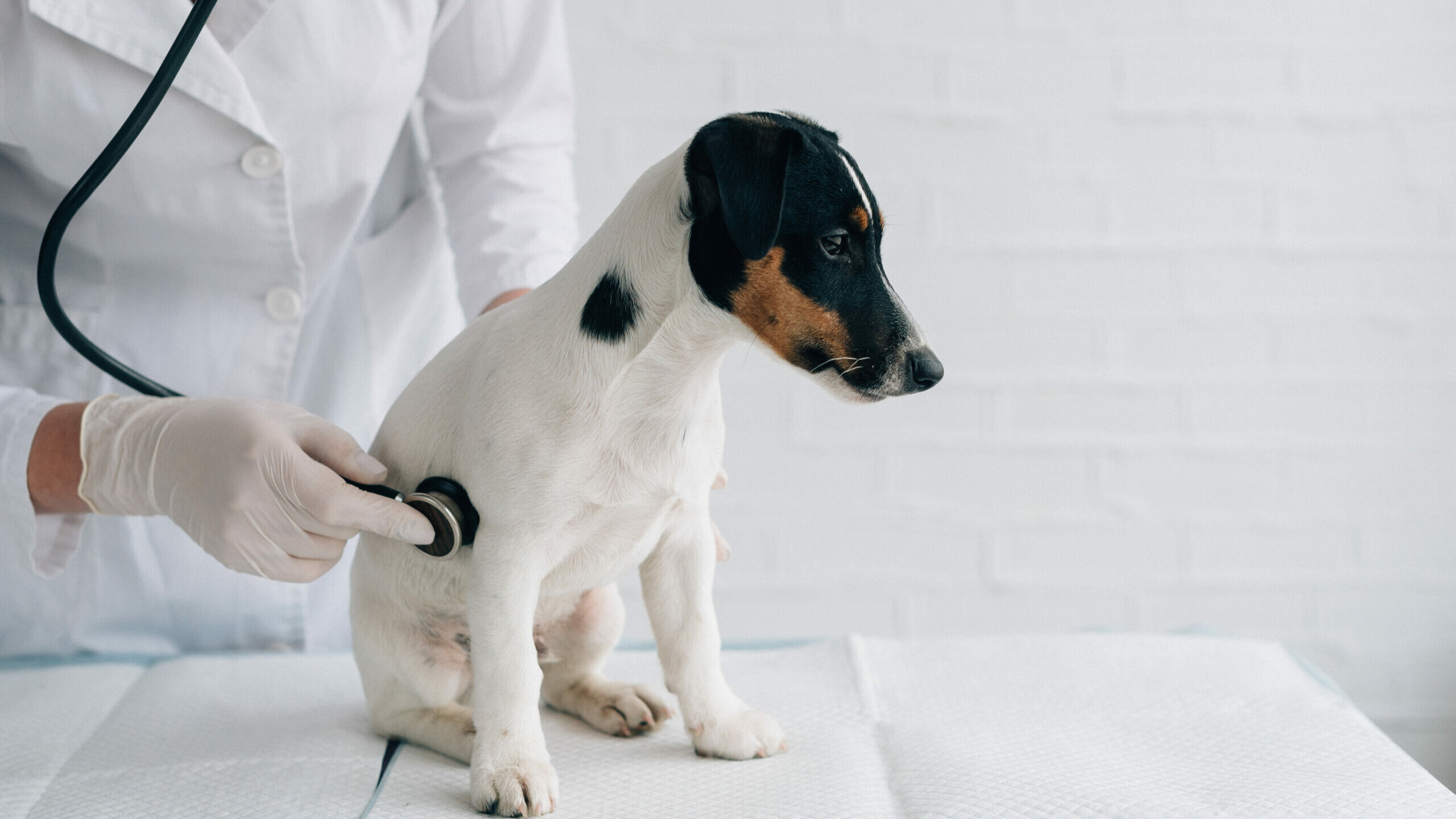 Hund sitzt auf dem Behandlungstisch und wird mit einem Stethoskop abgeh&ouml;rt
