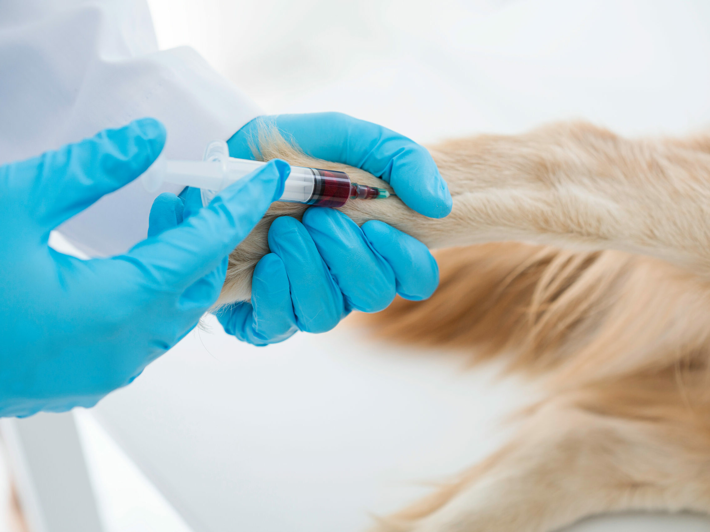 Intravenöse Injektion bei einem Hund