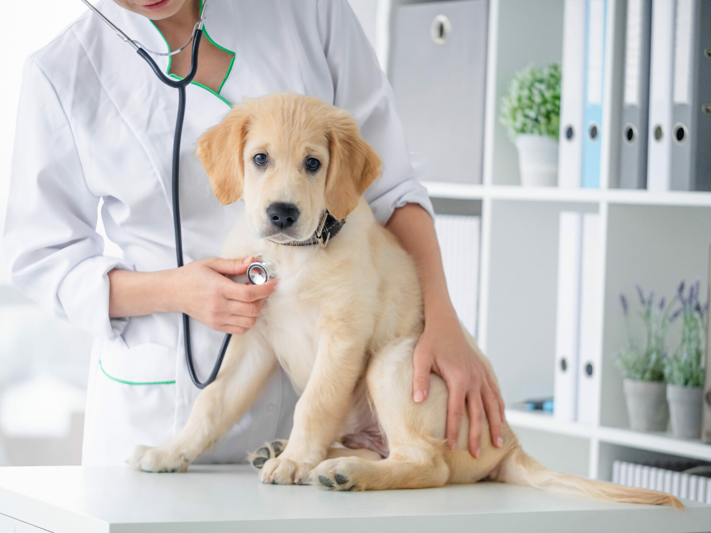 Ein junger Golden Retriever sitzt auf dem Behandlungstisch und wird mit einem Stethoskop untersucht