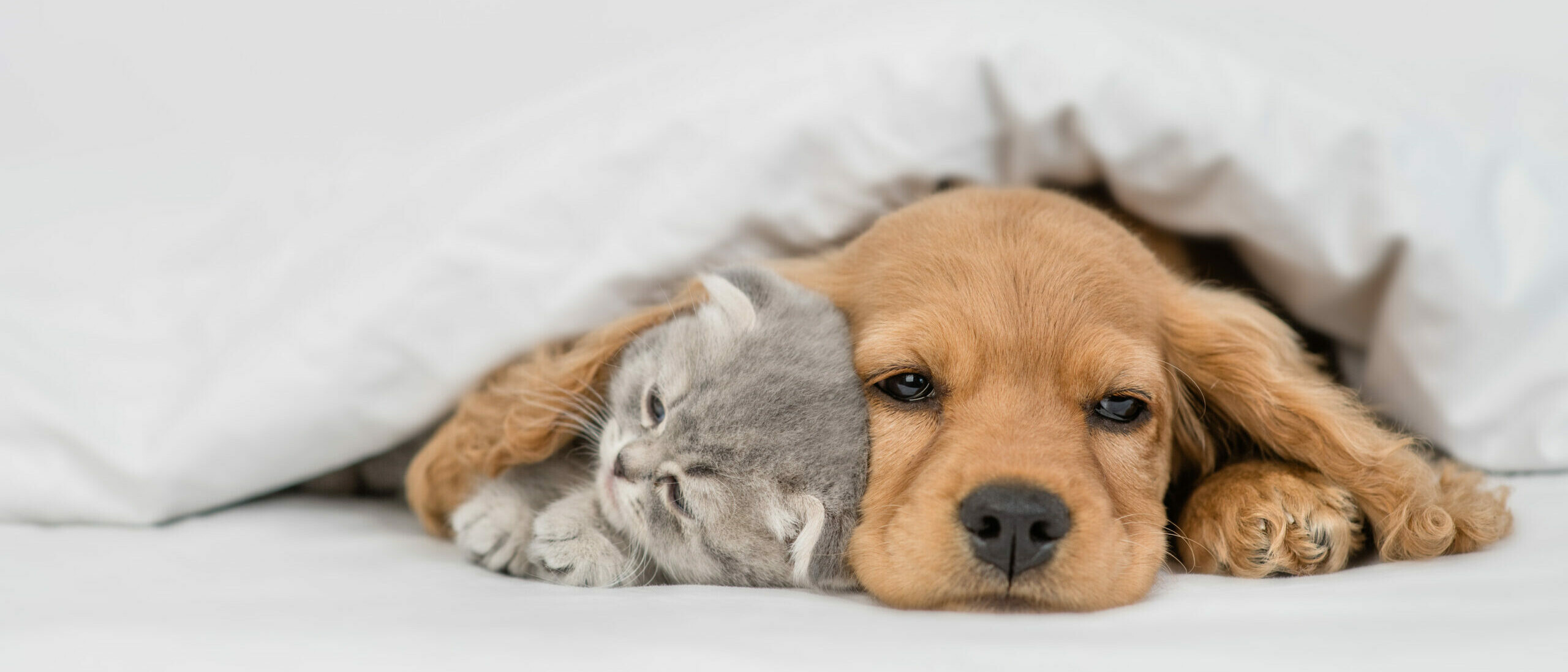 Junger Cocker Spaniel schläft angekuschelt an kleine Katze