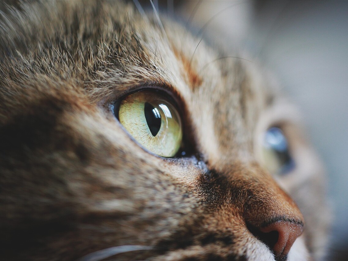 Detailaufnahme Katzenaugen