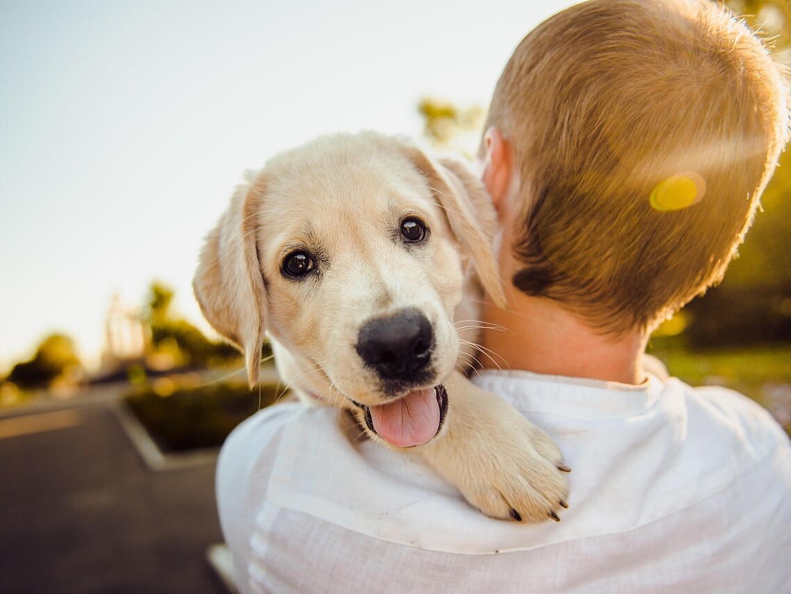 Ein Hund wird von einer Person auf den Arm genommen und blickt über dessen Schulter in die Kamera