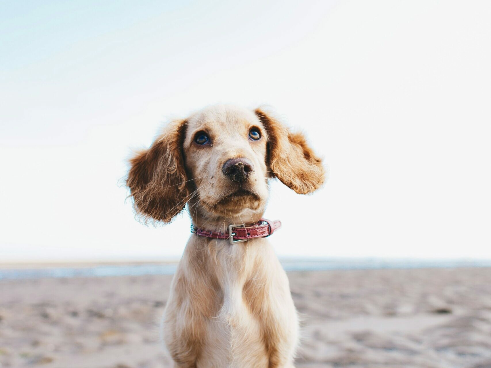 Hund am Strand