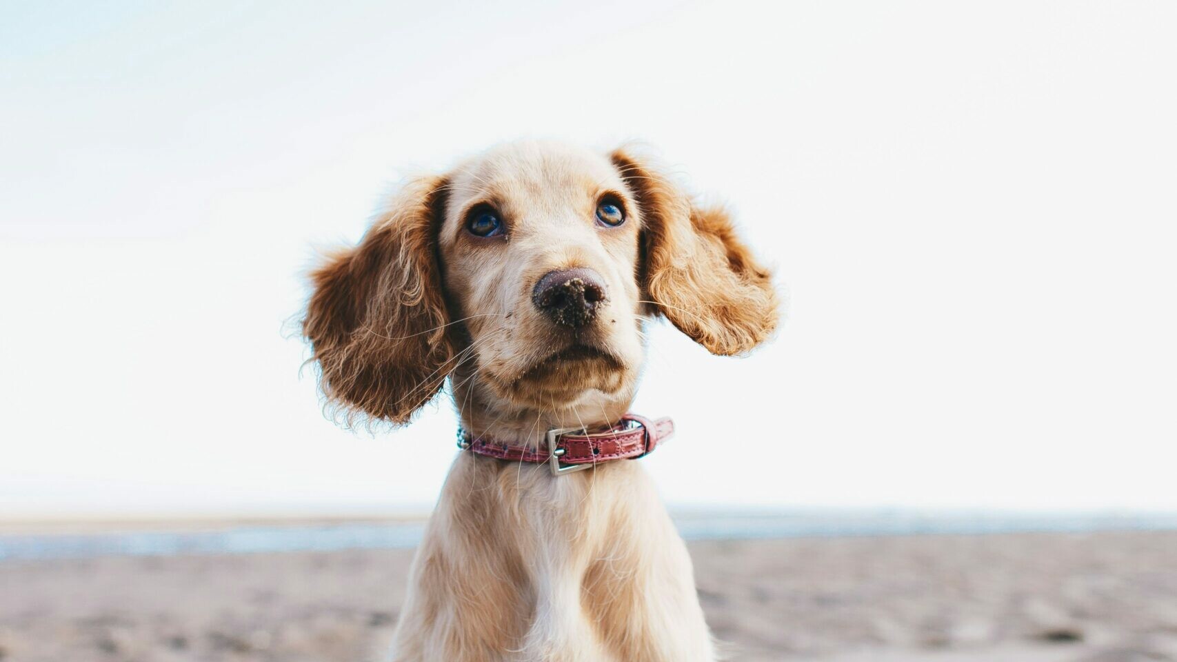 Hund am Strand
